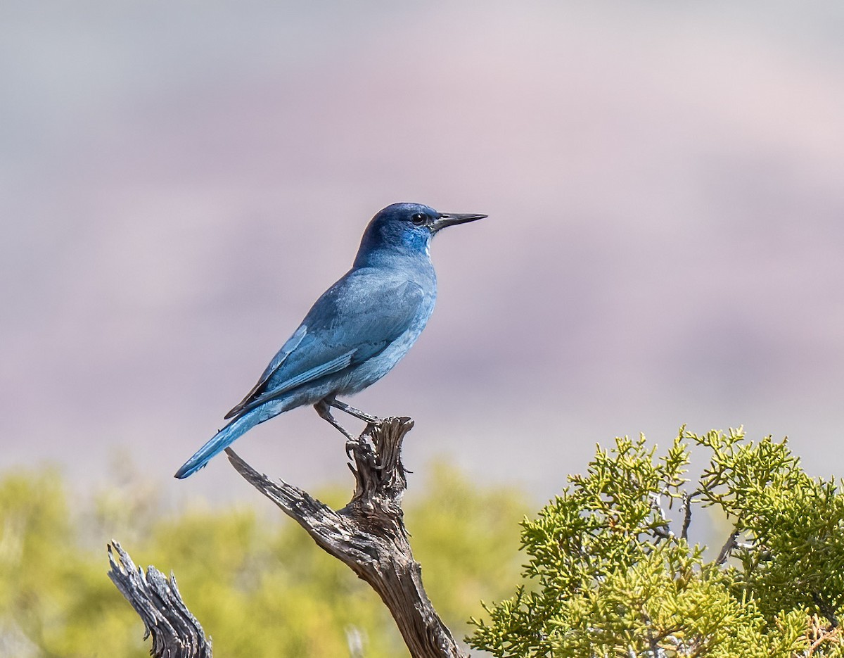 Pinyon Jay - Mel Senac