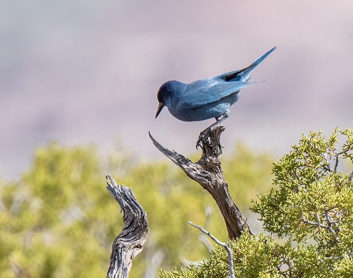 Pinyon Jay - ML439090161