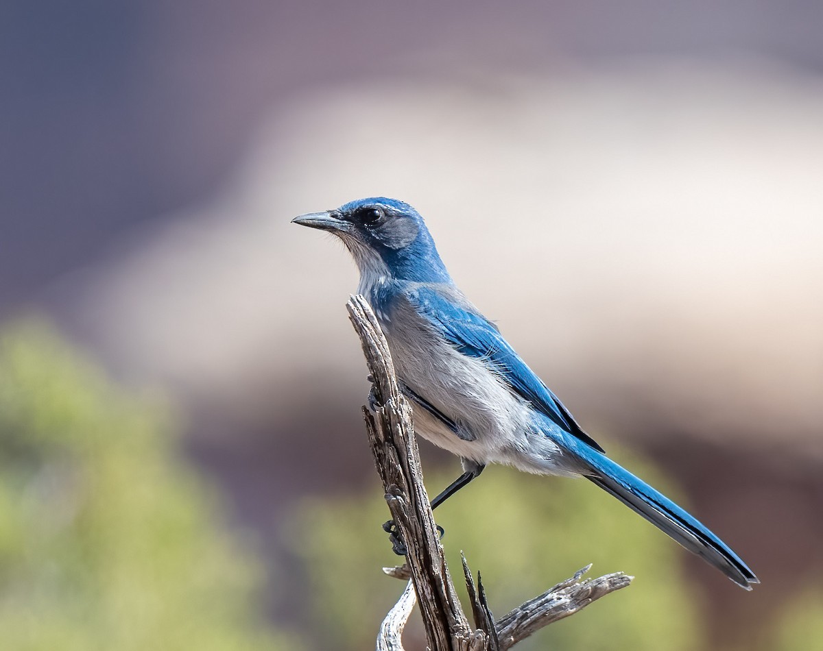 Woodhouse's Scrub-Jay - ML439090291