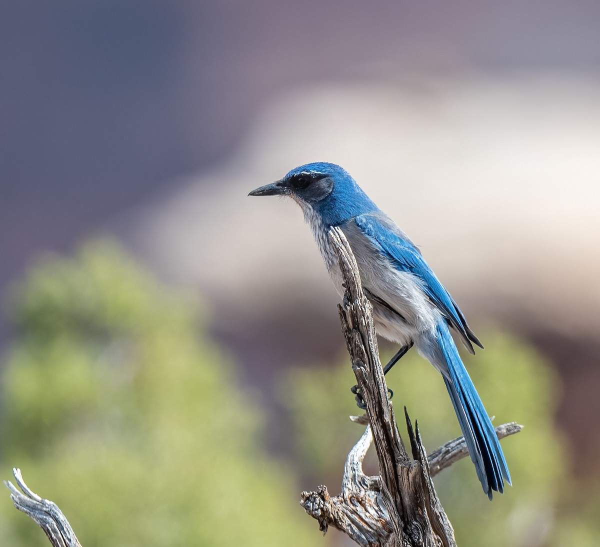 Woodhouse's Scrub-Jay - ML439090351