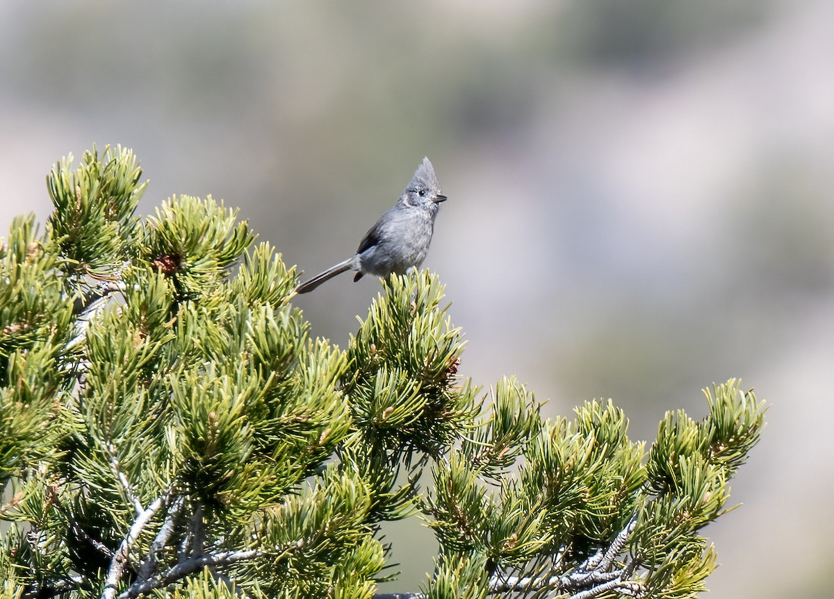 Juniper Titmouse - ML439090471