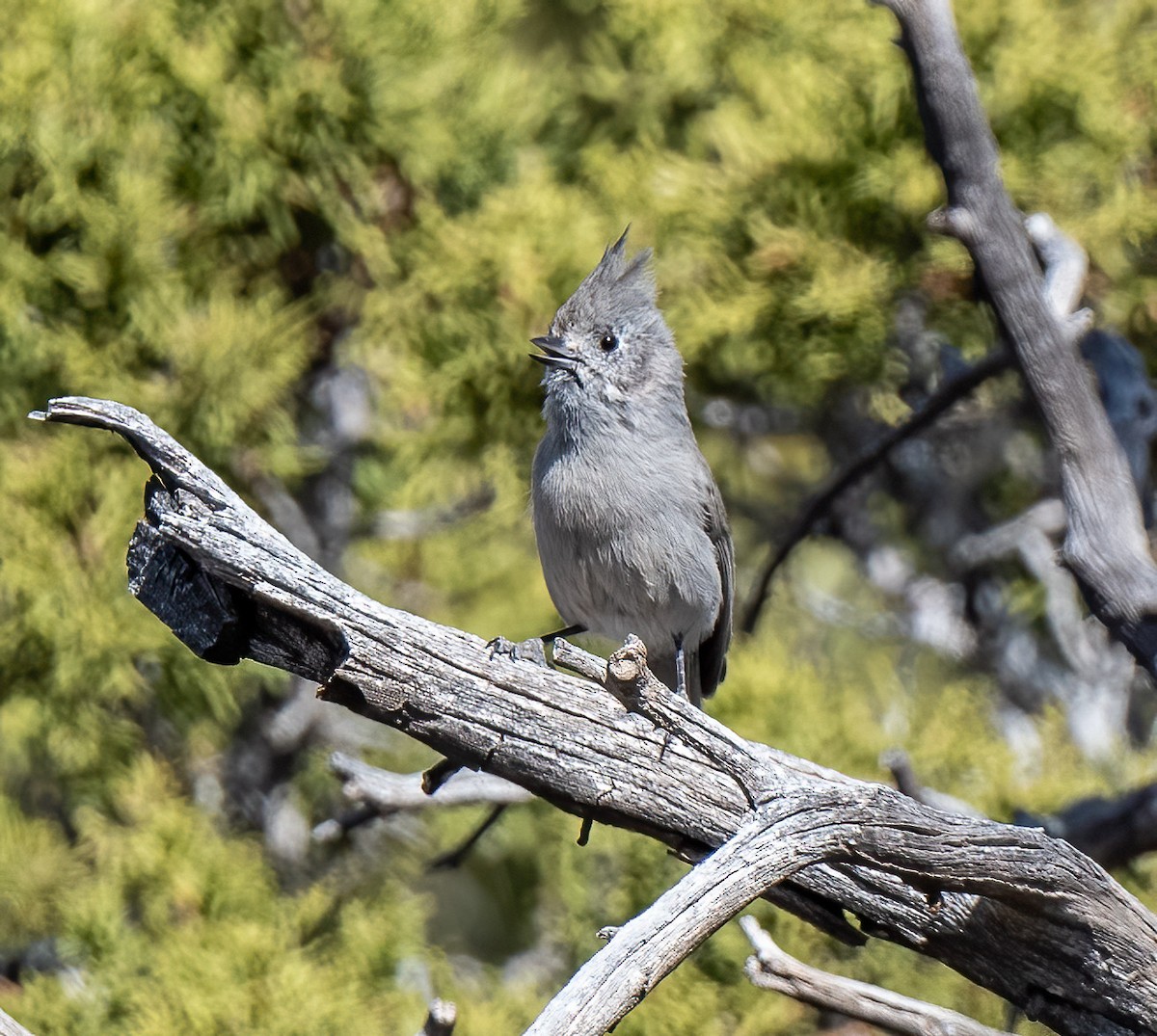 Juniper Titmouse - ML439090501