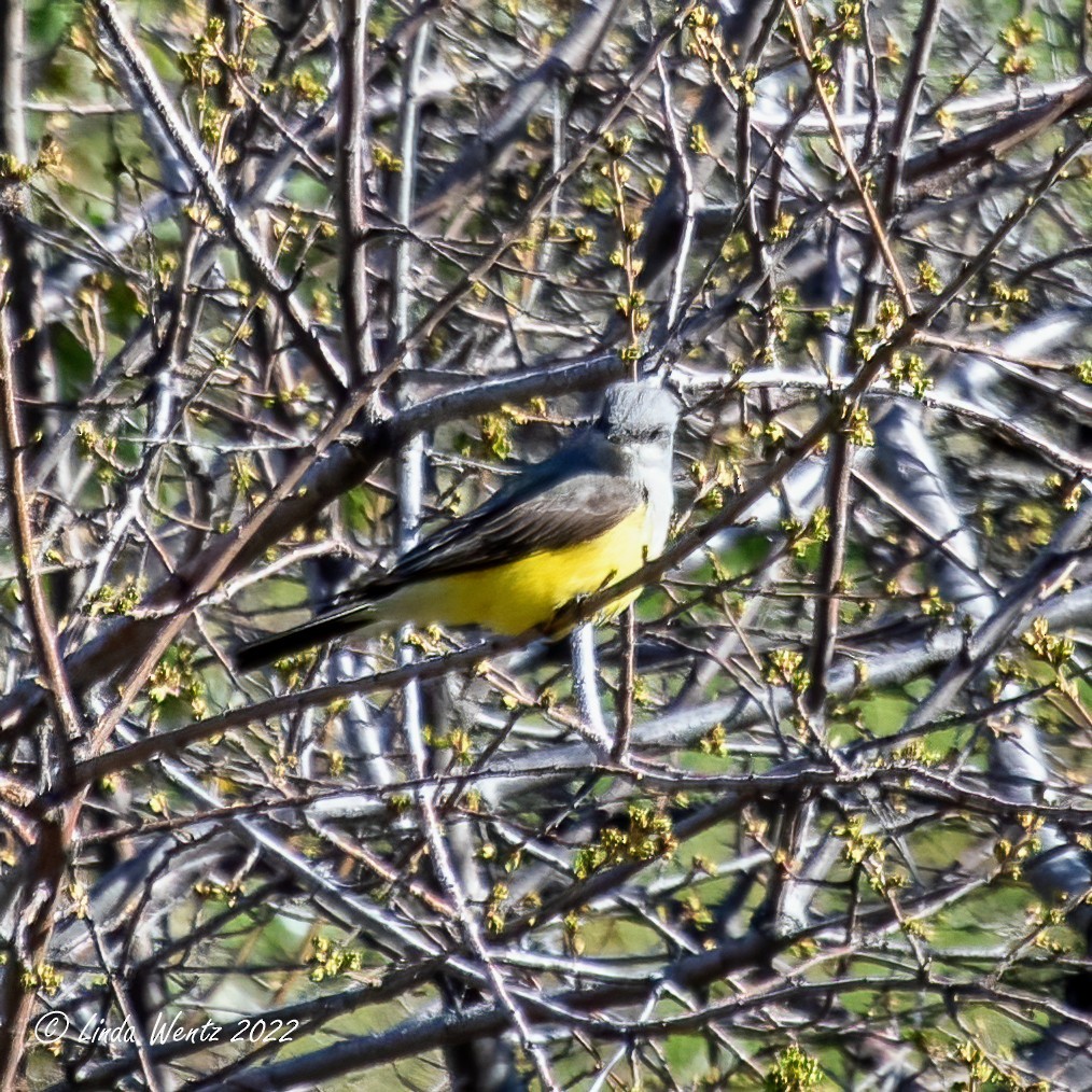 Western Kingbird - ML439090571
