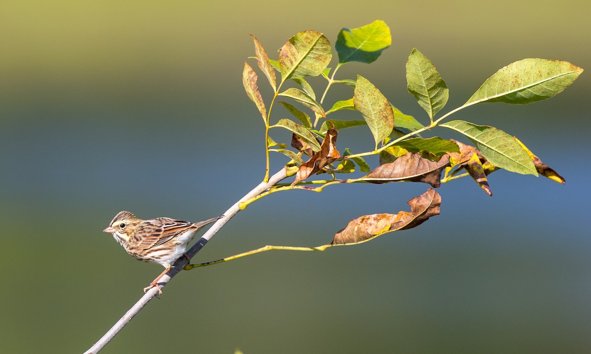 Savannah Sparrow - ML439091021