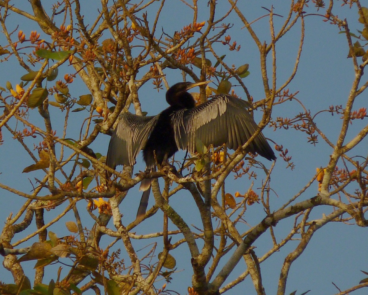 Anhinga - Alain Sylvain