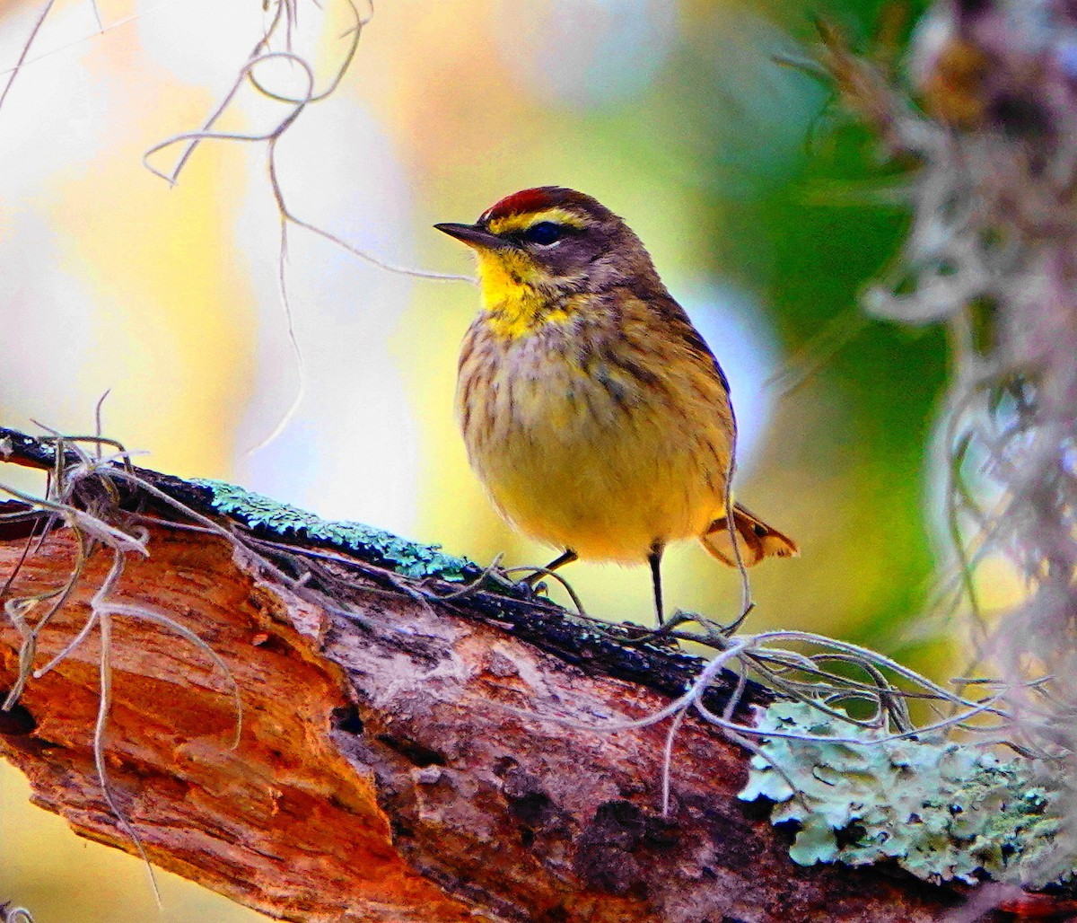 Palm Warbler - ML439092391