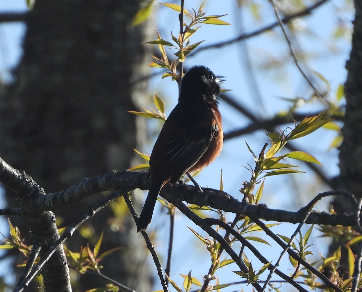 Orchard Oriole - ML439092741
