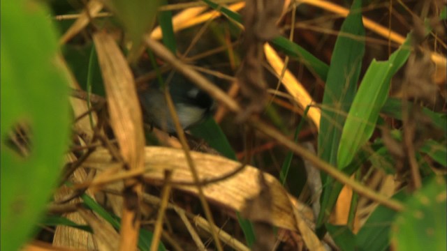 Black-throated Blue Warbler - ML439093