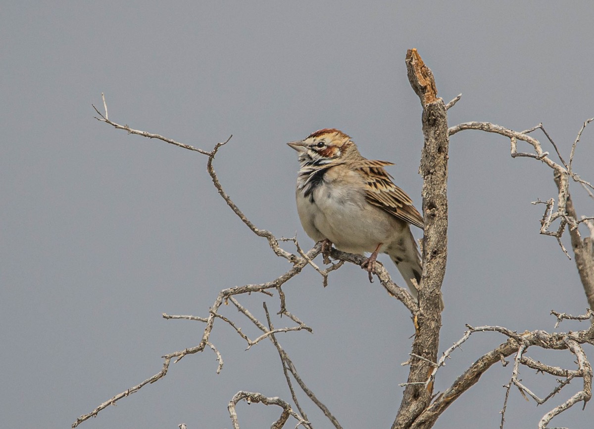 Bruant à joues marron - ML439093321