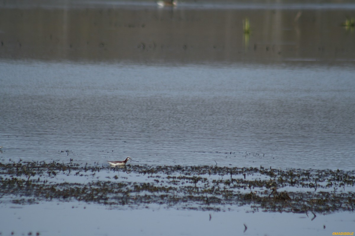 Wilson's Phalarope - ML439094311