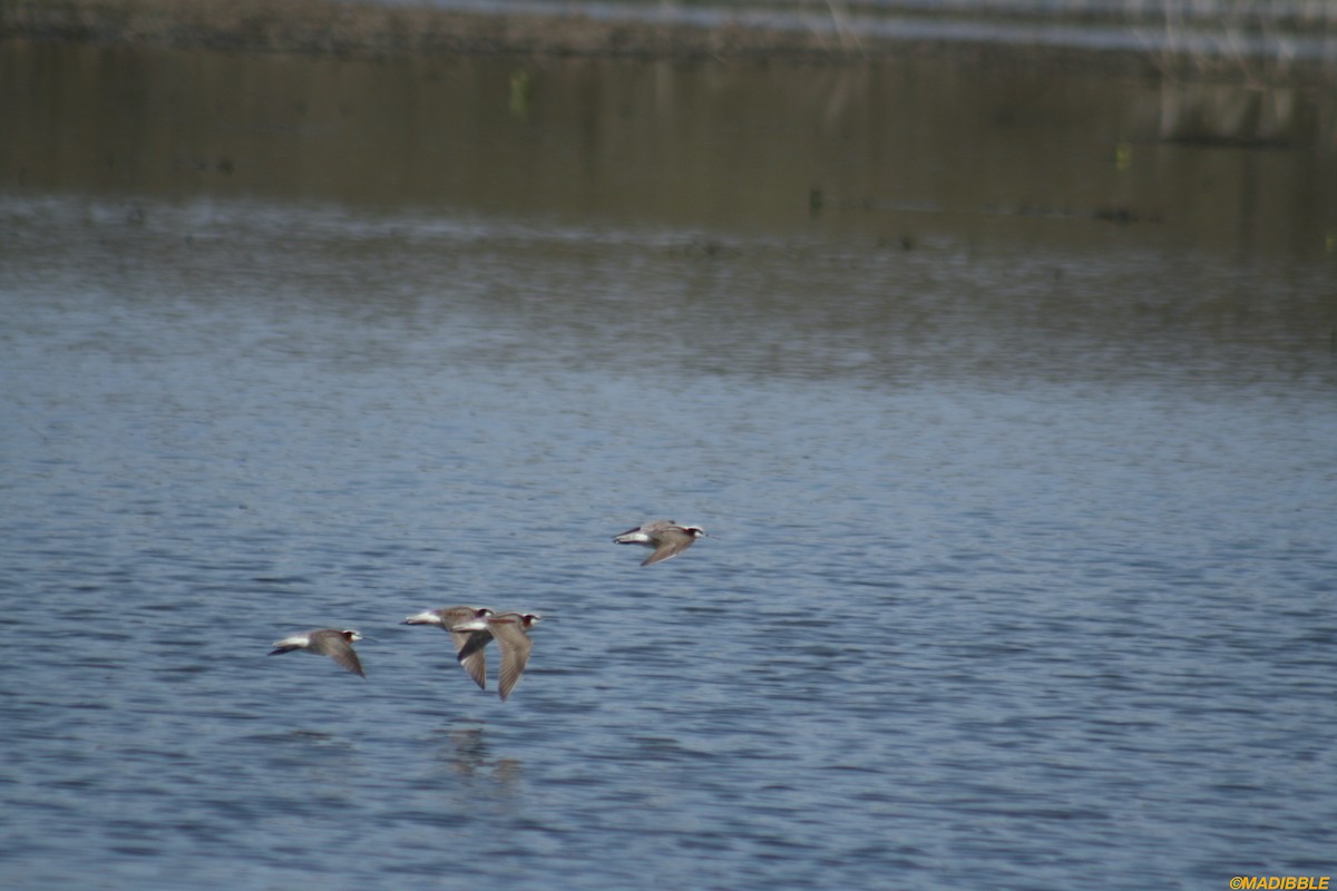 Wilson's Phalarope - ML439094331