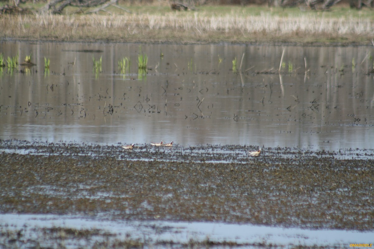 Wilson's Phalarope - ML439094371