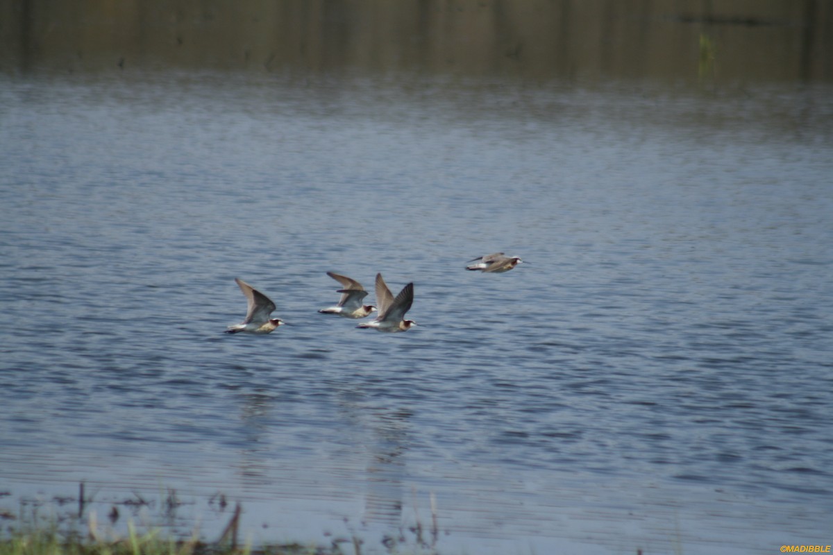 Wilson's Phalarope - Martin Dibble
