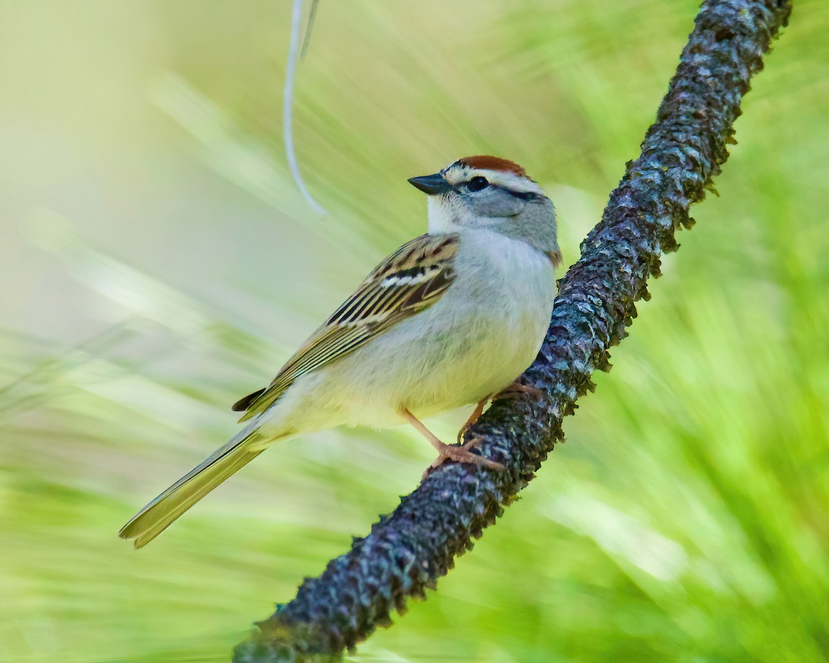 Chipping Sparrow - ML439094891