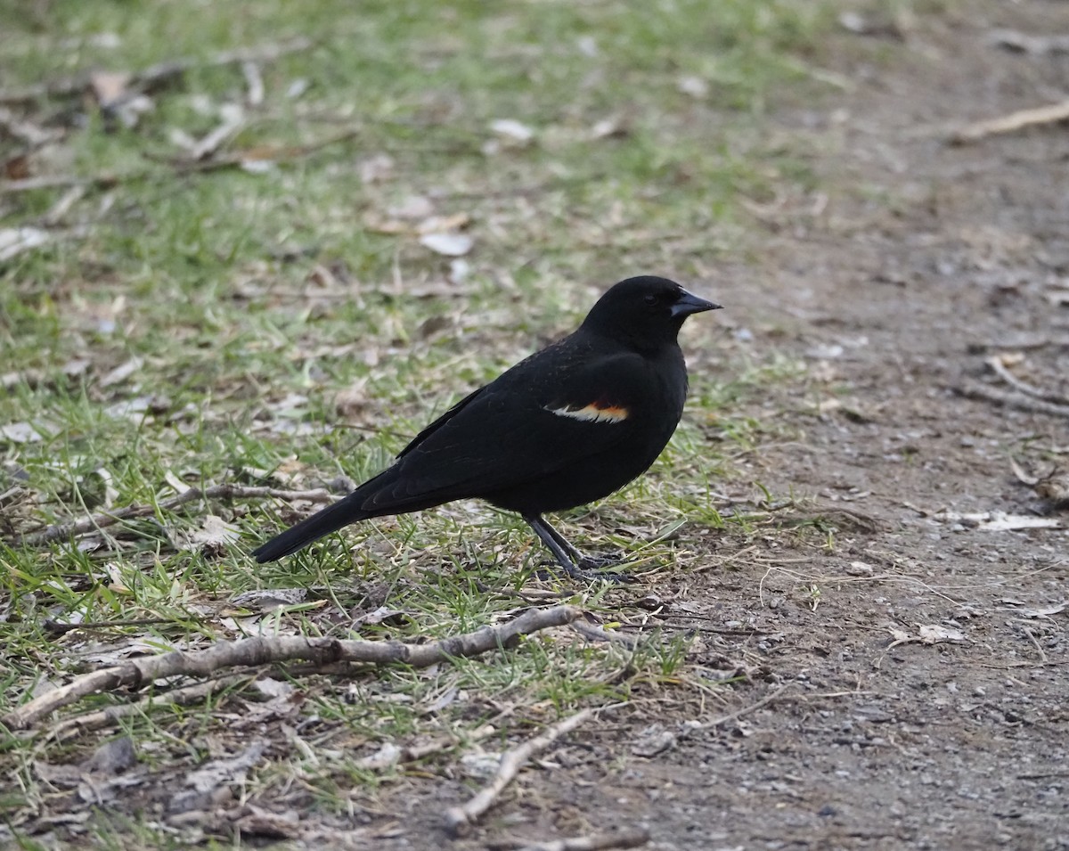 Red-winged Blackbird - J Sicard