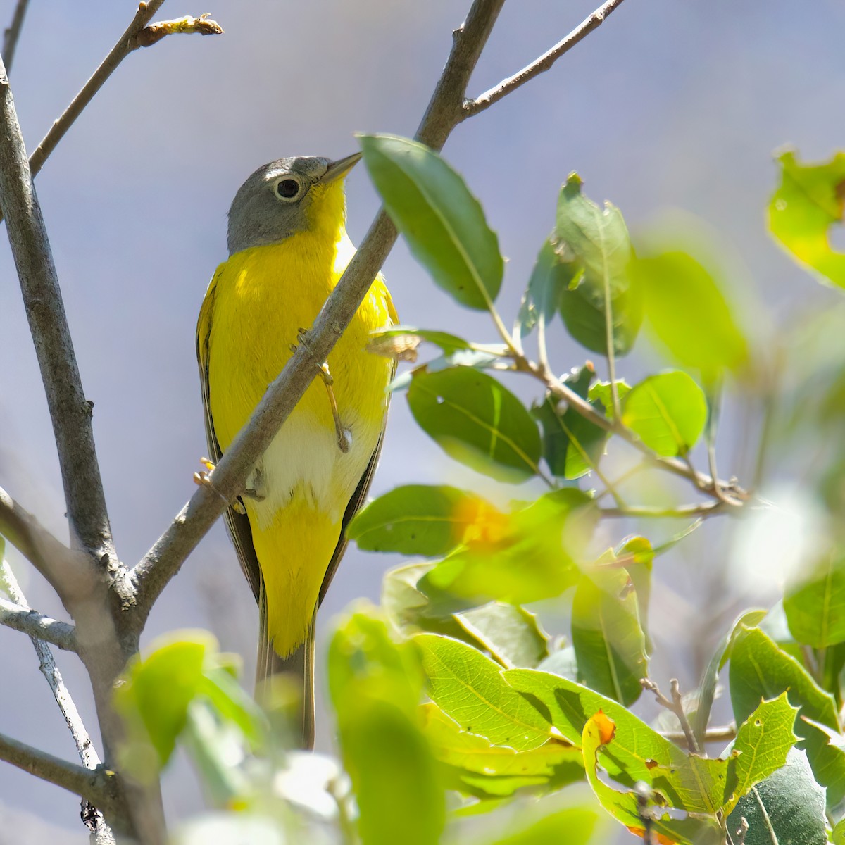 Nashville Warbler - ML439095501