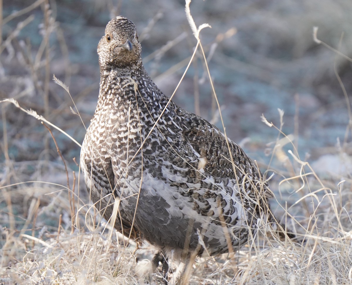 Dusky Grouse - ML439095871