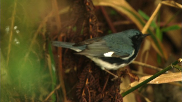 Black-throated Blue Warbler - ML439096