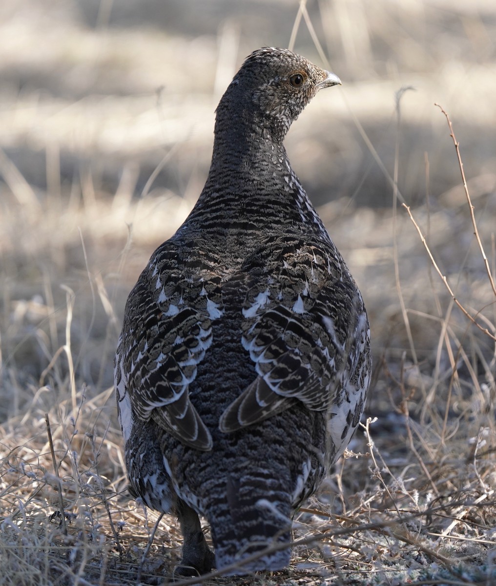 Dusky Grouse - ML439096091