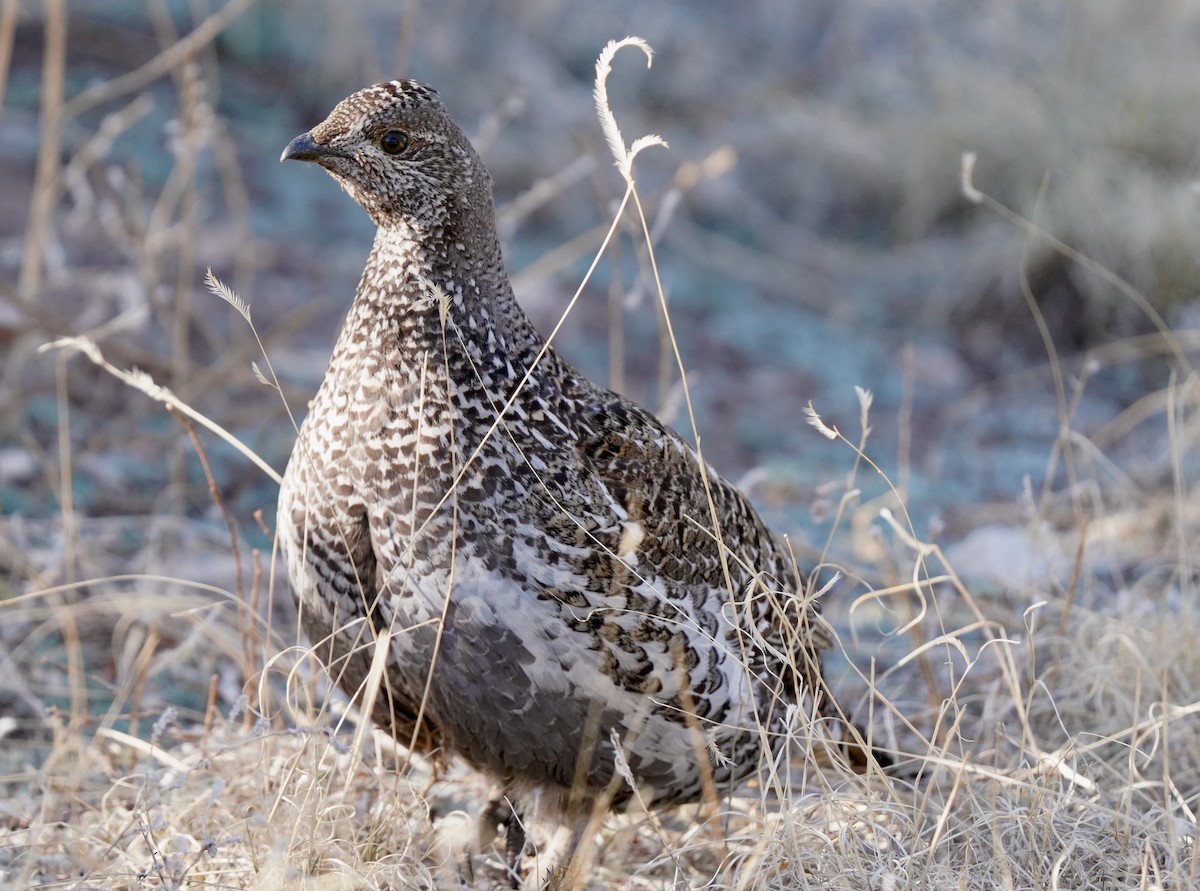 Dusky Grouse - ML439096101