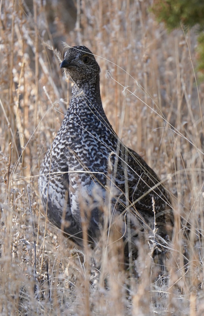 Dusky Grouse - ML439096121