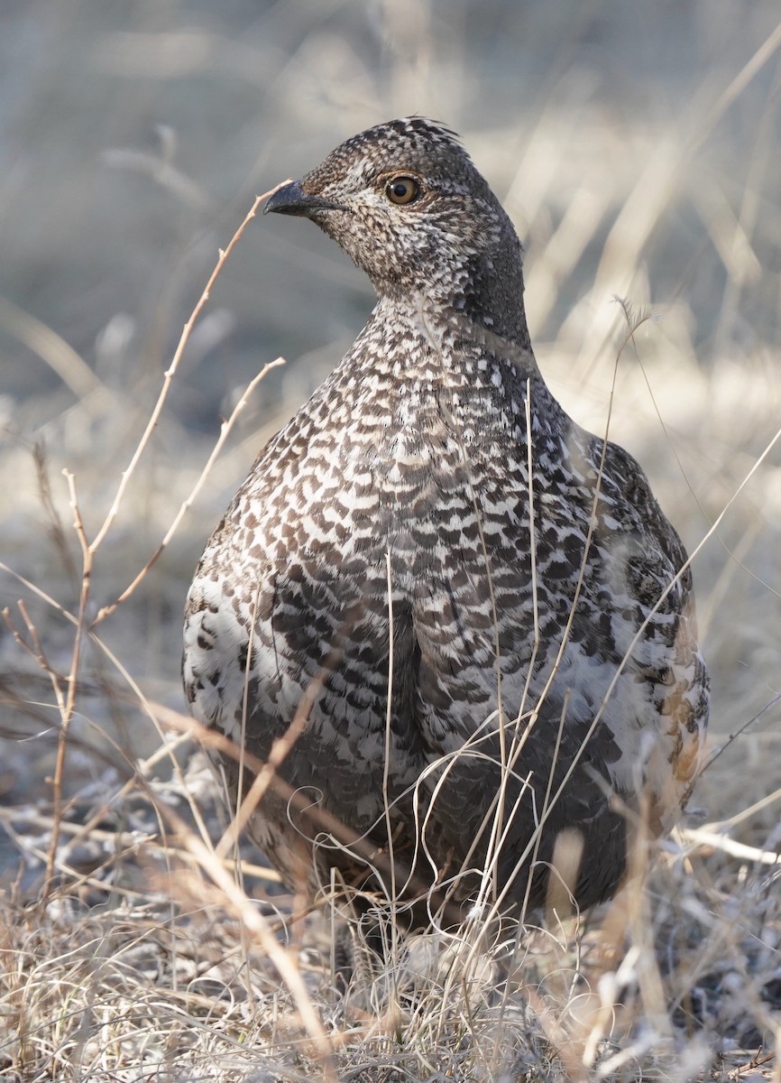 Dusky Grouse - ML439096201