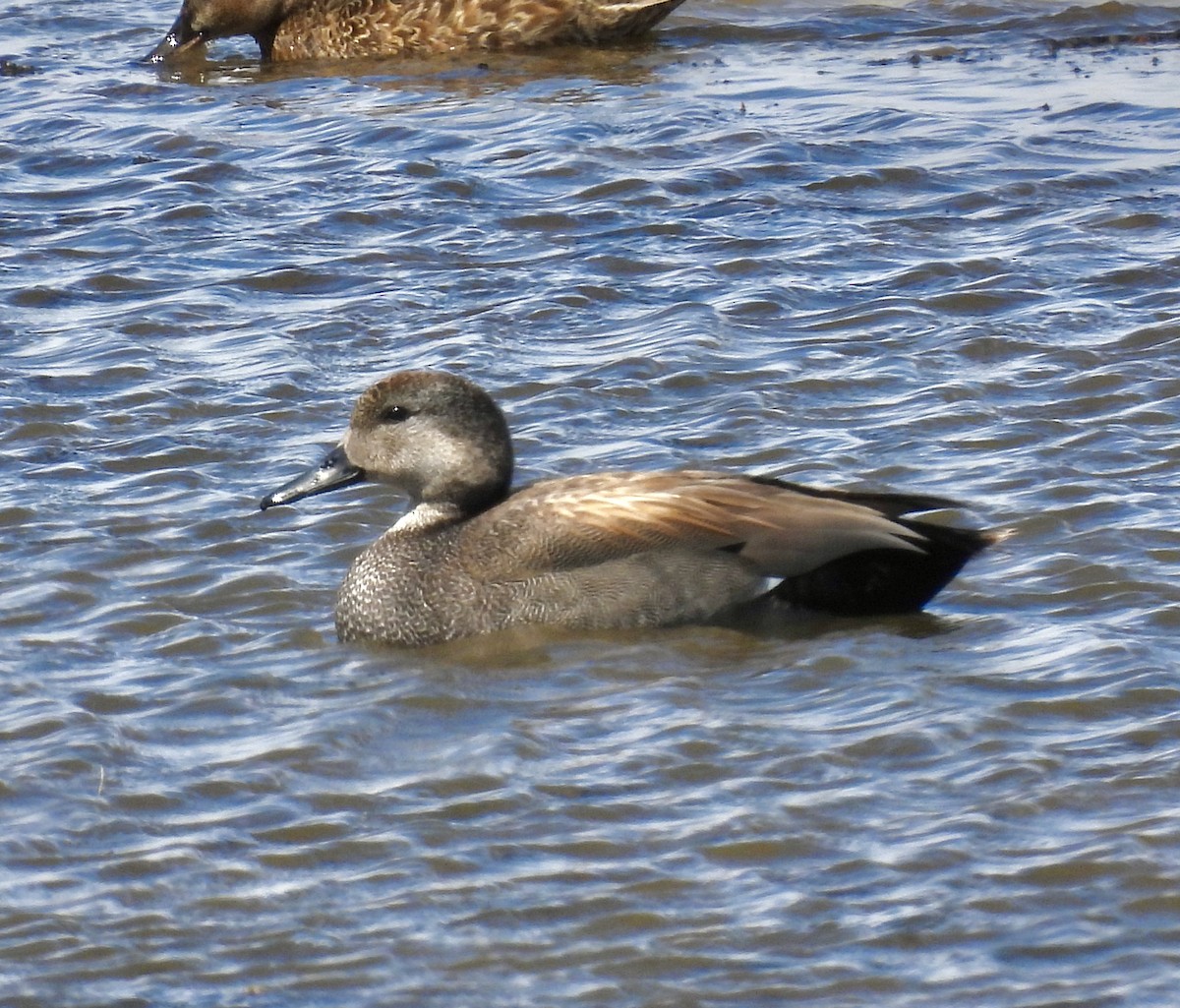 Gadwall - ML439096741