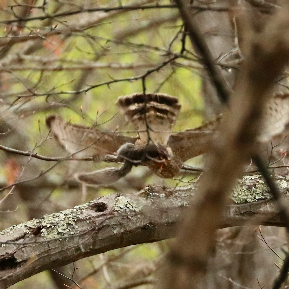 Broad-winged Hawk - ML439096951