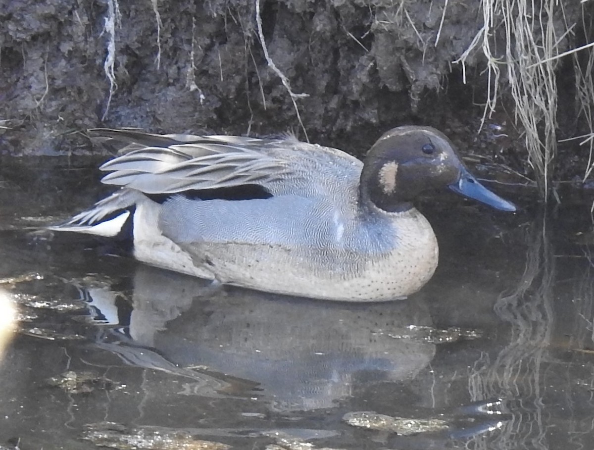 Northern Pintail x Green-winged Teal (hybrid) - ML439097211