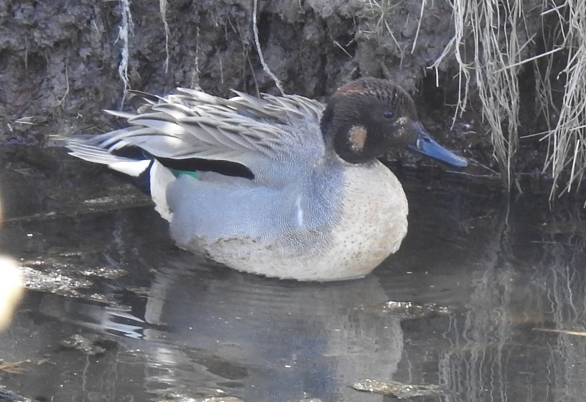 Northern Pintail x Green-winged Teal (hybrid) - ML439097271