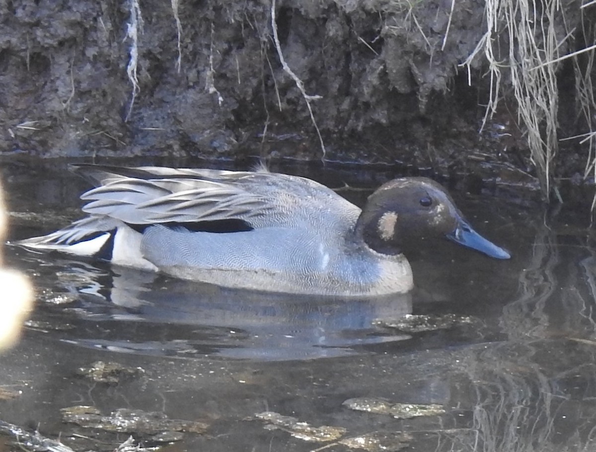 Northern Pintail x Green-winged Teal (hybrid) - ML439097531