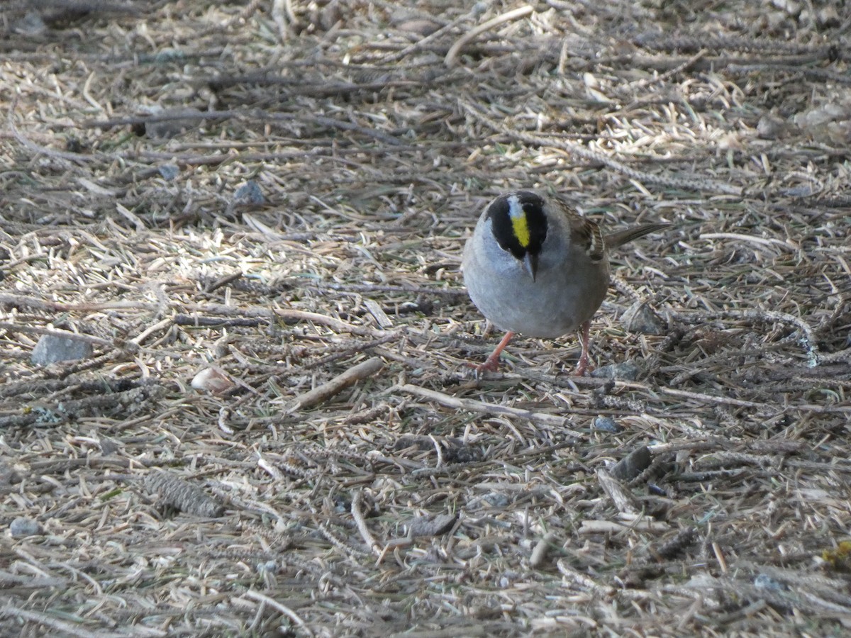 Golden-crowned Sparrow - ML439097721