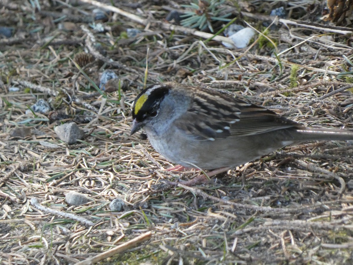 Golden-crowned Sparrow - ML439097741
