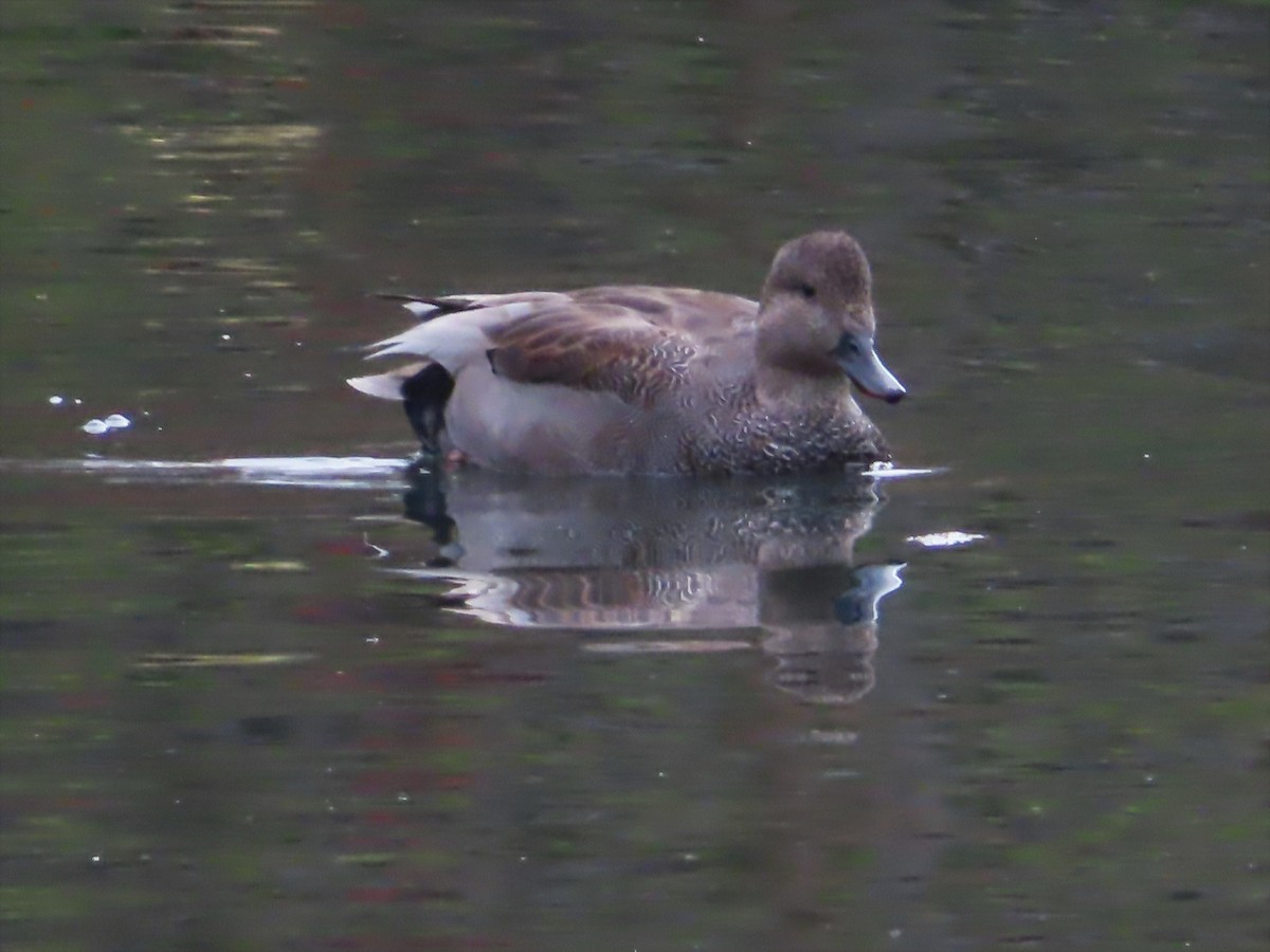 Бор нугас - ML439097921