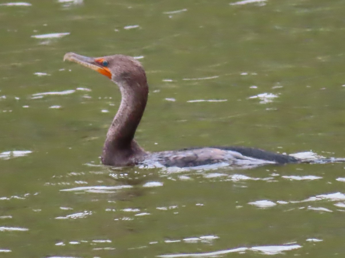 Double-crested Cormorant - ML439098301