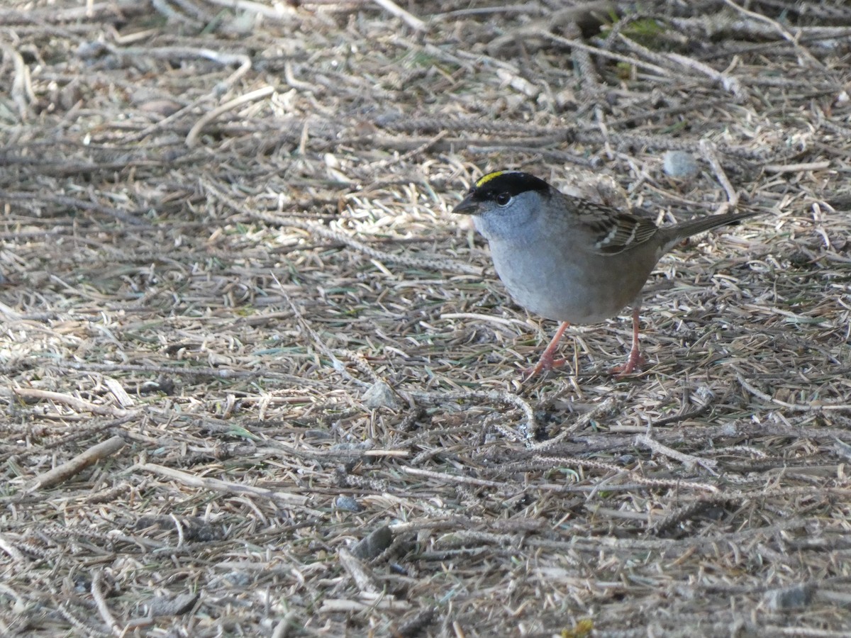 Golden-crowned Sparrow - ML439098701