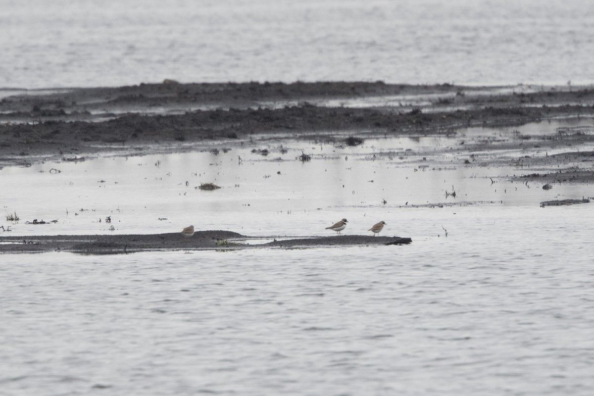 Semipalmated Plover - ML439098871