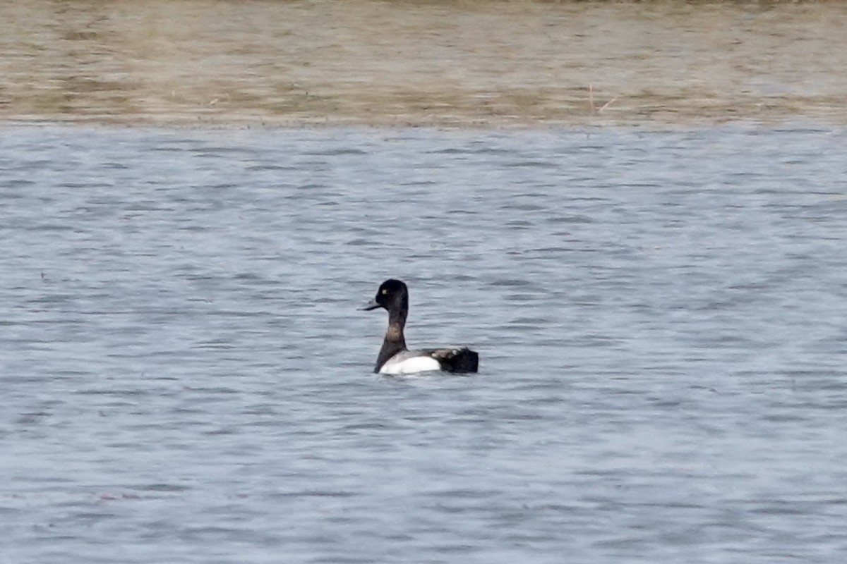 Greater Scaup - June McDaniels