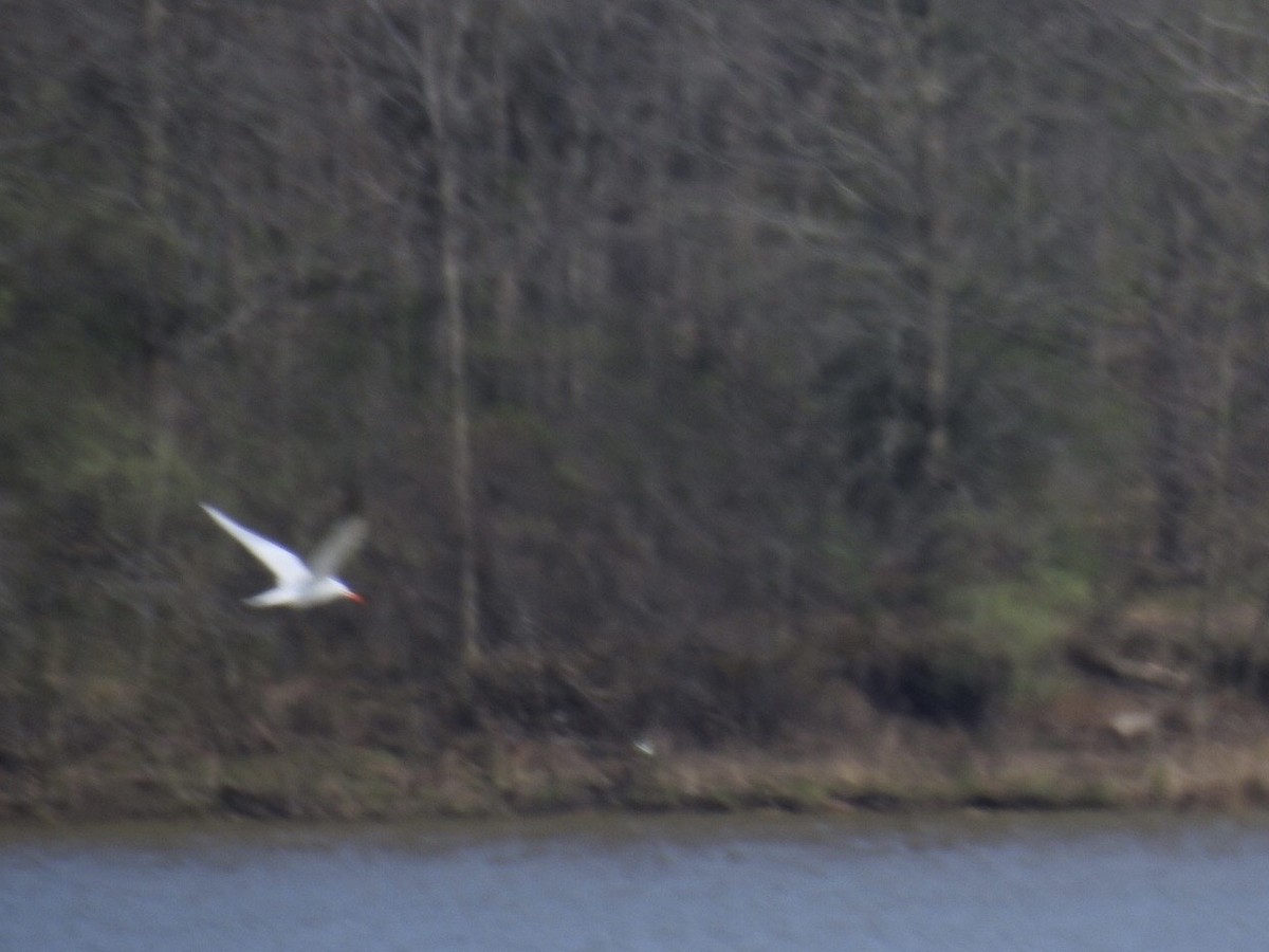 Caspian Tern - ML439099201