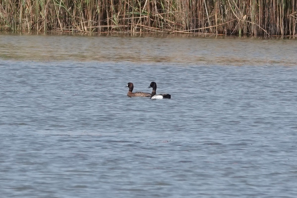 Greater Scaup - ML439099241