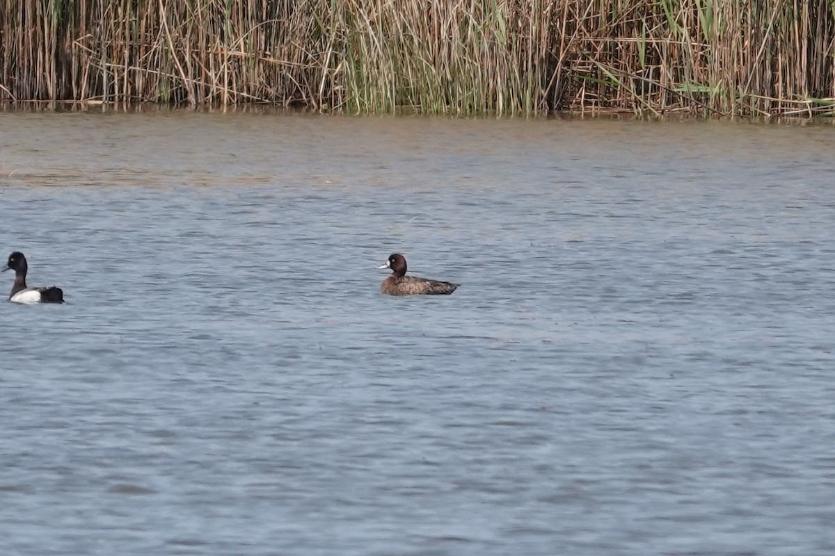 Greater Scaup - June McDaniels