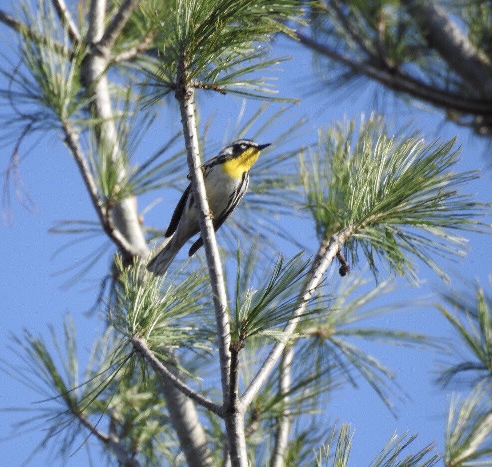 Yellow-throated Warbler - ML439099691