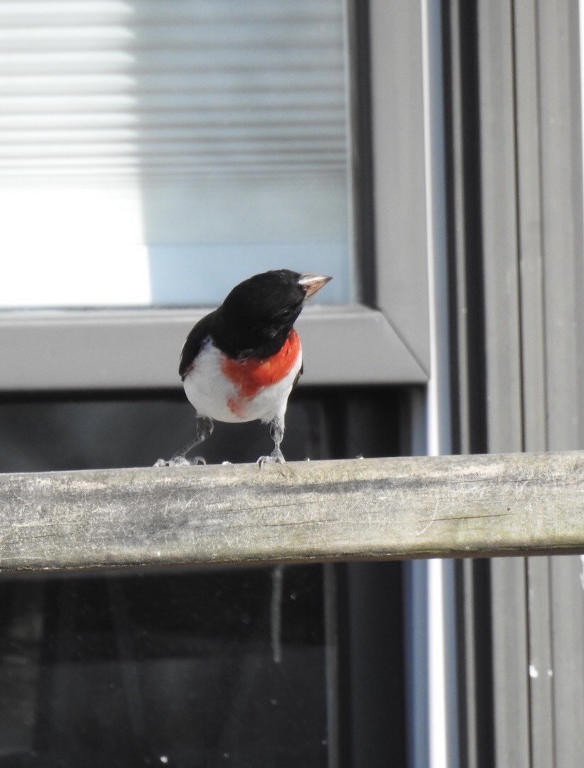 Rose-breasted Grosbeak - ML439099801