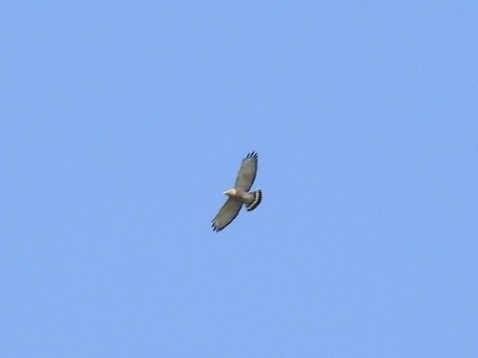 Broad-winged Hawk - ML439099931