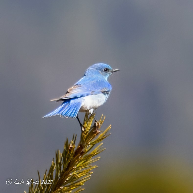 Mountain Bluebird - Linda Wentz