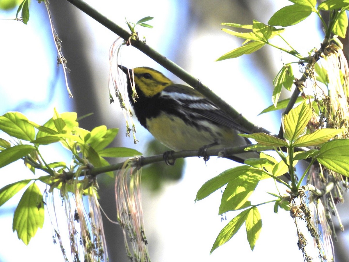 Black-throated Green Warbler - ML439100631