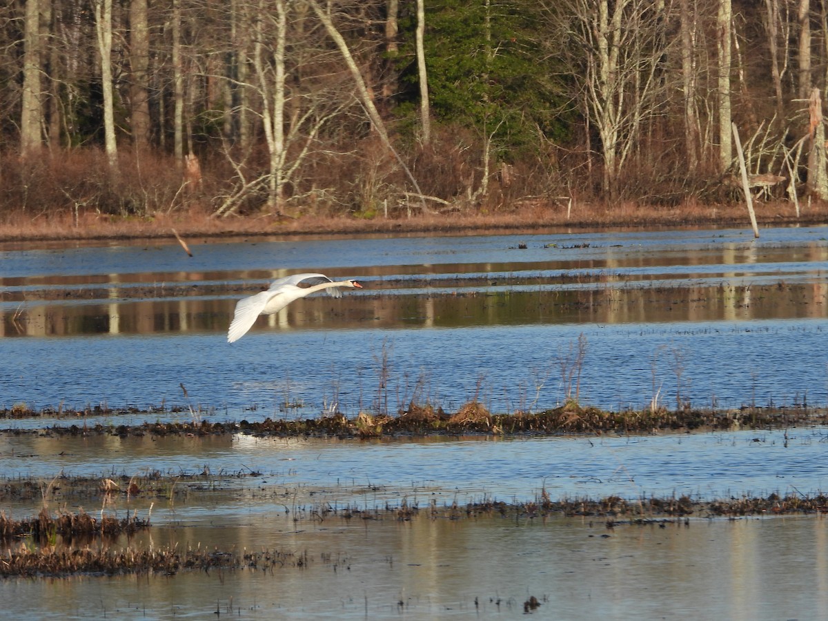 Mute Swan - ML439100841