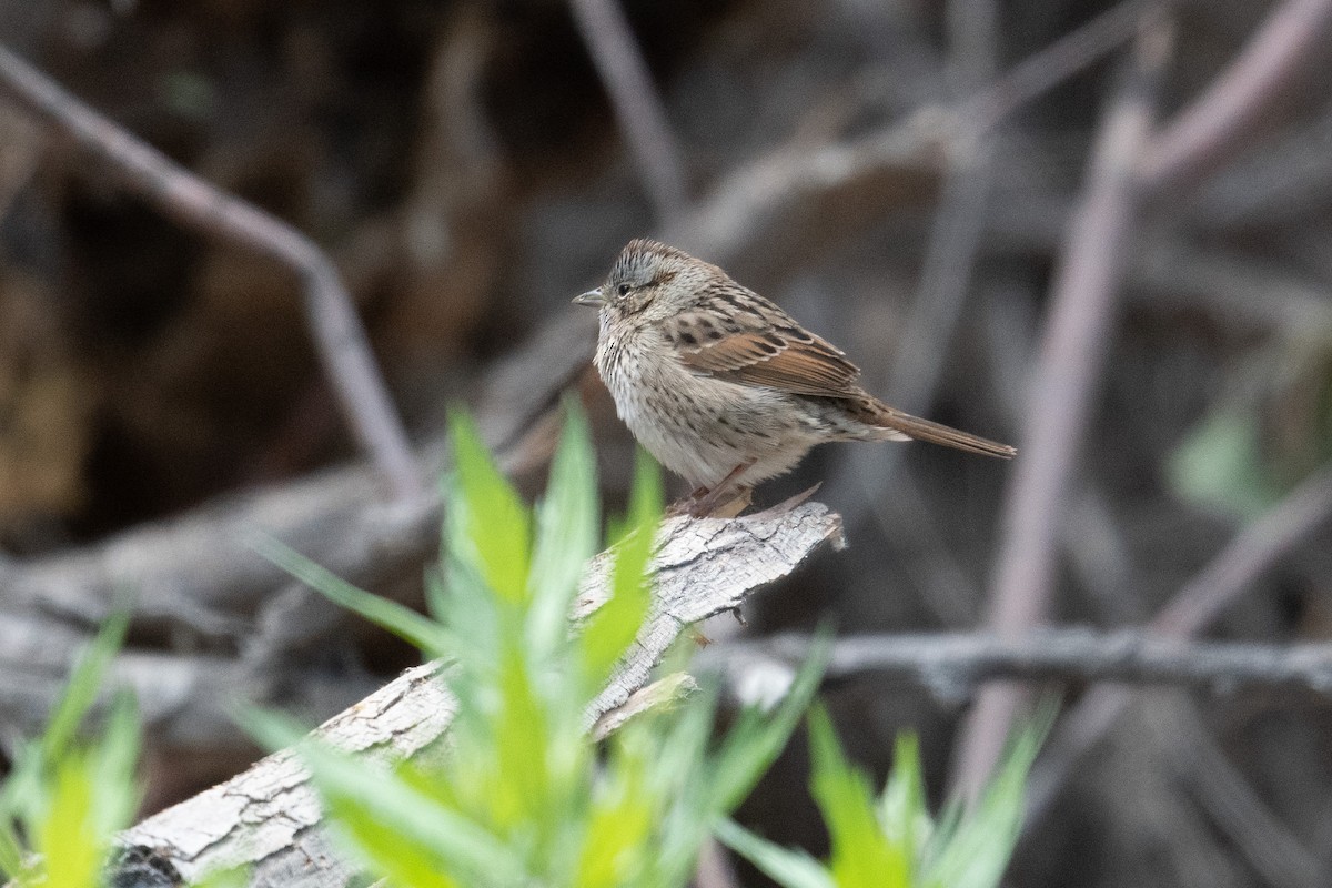 Lincoln's Sparrow - ML439101131