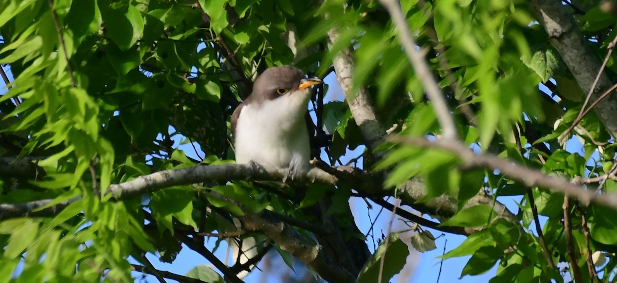 Yellow-billed Cuckoo - James Bozeman