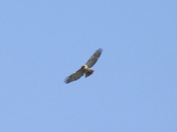 Red-tailed Hawk - ML439101541